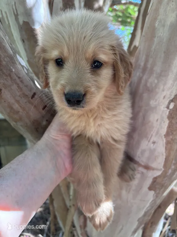 Amanda – Golden Retriever puppy for sale in Mount Airy, NC