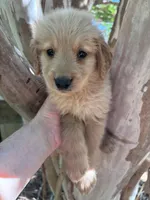 Amanda, a female Golden Retriever for sale in Mount Airy, NC – 1 of 8