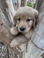 Tucker, a male Golden Retriever for sale in Mount Airy, NC – 4 of 6