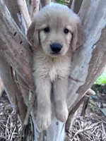 Daisy, a male Golden Retriever for sale in Mount Airy, NC – 8 of 9