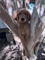 Alex, a male Golden Retriever for sale in Mount Airy, NC – 5 of 10