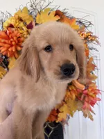 Daisy, a female Golden Retriever for sale in Mount Airy, NC – 7 of 10