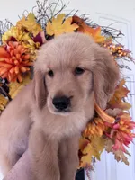 Daisy, a female Golden Retriever for sale in Mount Airy, NC – 6 of 10