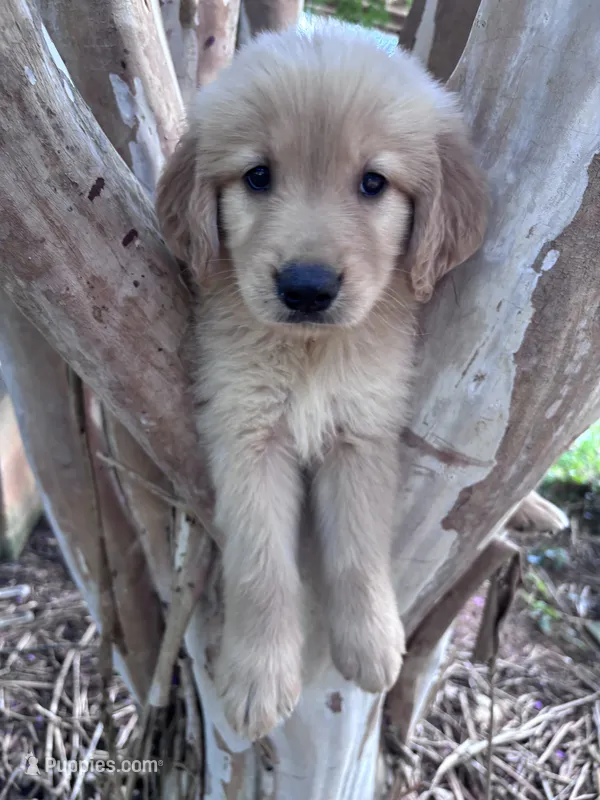 Annabelle – Golden Retriever puppy for sale in Mount Airy, NC