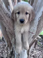 Annabelle, a female Golden Retriever for sale in Mount Airy, NC – 1 of 10