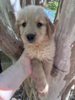 Amanda, a female Golden Retriever for sale in Mount Airy, NC – 2 of 8