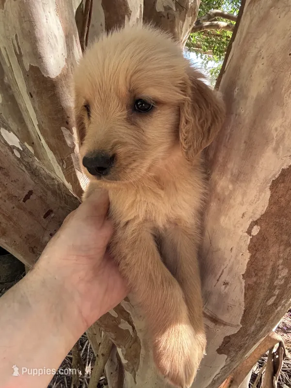 Jackson – Golden Retriever puppy for sale in Mount Airy, NC