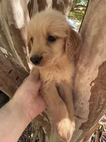 Jackson, a male Golden Retriever for sale in Mount Airy, NC – 1 of 7