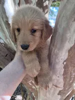 Maizy, a female Golden Retriever for sale in Mount Airy, NC – 2 of 10