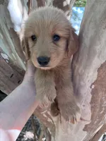 Maizy, a female Golden Retriever for sale in Mount Airy, NC – 3 of 10