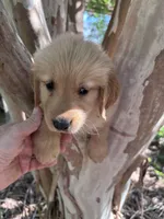 Elisa, a female Golden Retriever for sale in Mount Airy, NC – 2 of 9