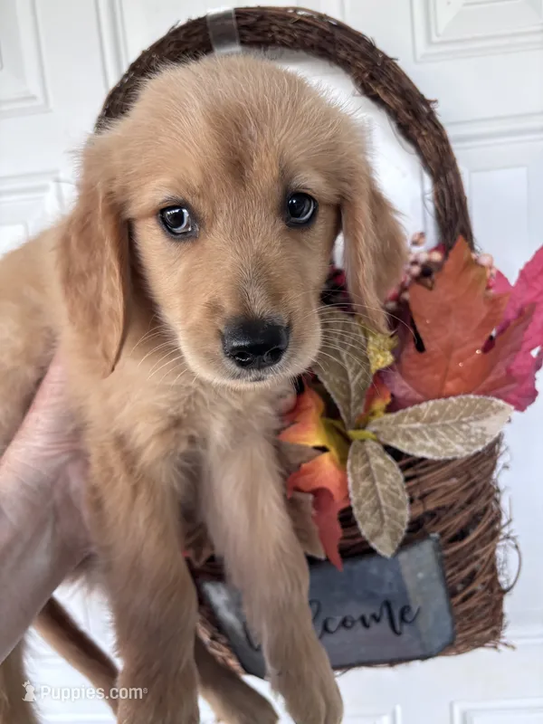 Maizy – Golden Retriever puppy for sale in Mount Airy, NC