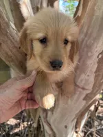 Elisa, a female Golden Retriever for sale in Mount Airy, NC – 7 of 9
