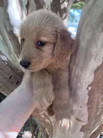 Maizy, a female Golden Retriever for sale in Mount Airy, NC – 7 of 10