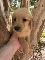 Jackson, a male Golden Retriever for sale in Mount Airy, NC – 3 of 7