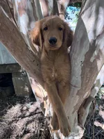 Alex, a male Golden Retriever for sale in Mount Airy, NC – 10 of 10