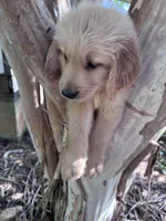 Bella, a female Golden Retriever for sale in Mount Airy, NC – 4 of 10