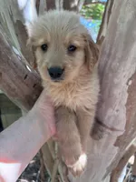 Amanda, a female Golden Retriever for sale in Mount Airy, NC – 4 of 8