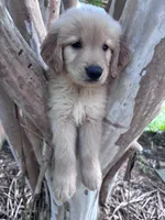 Annabelle, a female Golden Retriever for sale in Mount Airy, NC – 3 of 10