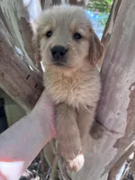 Amanda, a female Golden Retriever for sale in Mount Airy, NC – 5 of 8