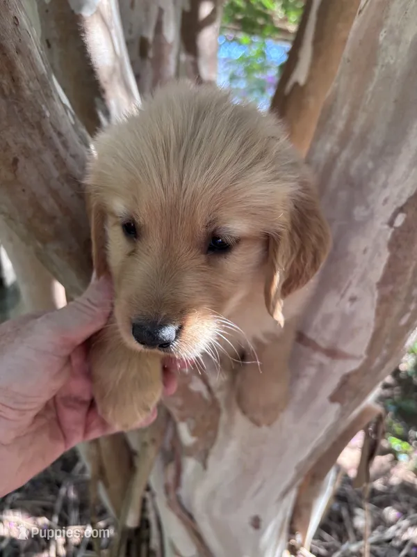 Elisa – Golden Retriever puppy for sale in Mount Airy, NC