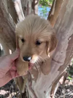 Elisa, a female Golden Retriever for sale in Mount Airy, NC – 1 of 9
