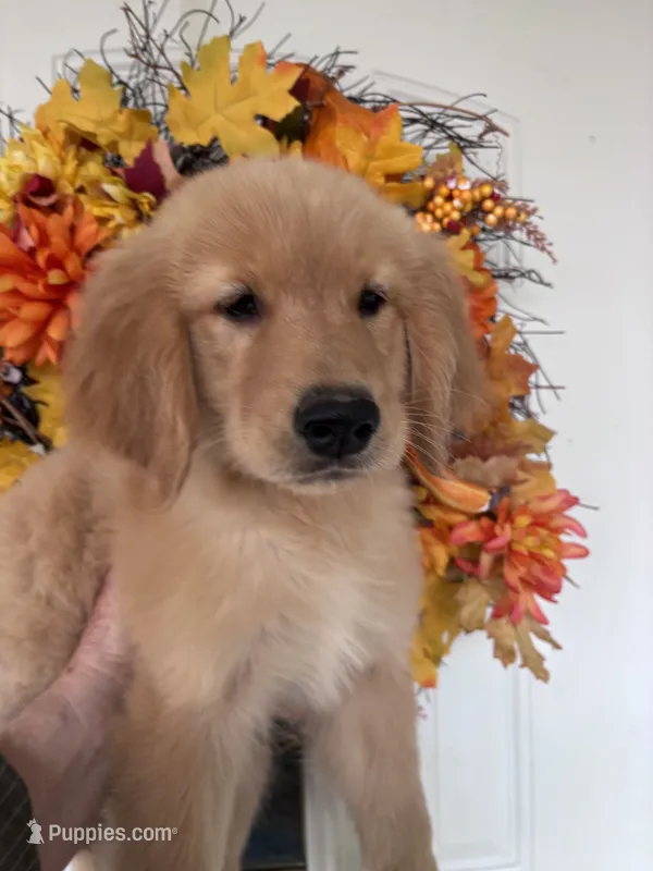 Teddy – Golden Retriever puppy for sale in Mount Airy, NC