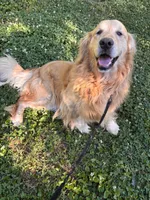Amanda, a female Golden Retriever for sale in Mount Airy, NC – 8 of 8