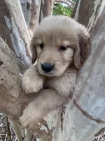 Tucker, a male Golden Retriever for sale in Mount Airy, NC – 6 of 6