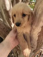 Cooper, a male Golden Retriever for sale in Mount Airy, NC – 2 of 8