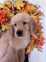 Daisy, a female Golden Retriever for sale in Mount Airy, NC – 10 of 10