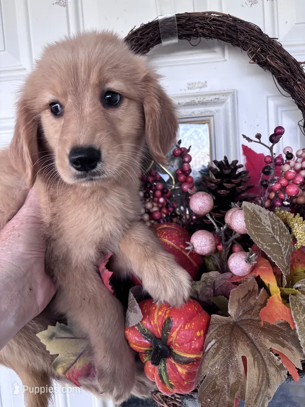 Tucker – Golden Retriever puppy for sale in Mount Airy, NC