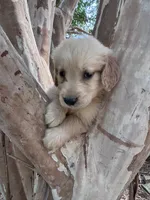 Teddy, a male Golden Retriever for sale in Mount Airy, NC – 3 of 8