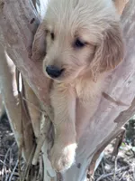 Bella, a female Golden Retriever for sale in Mount Airy, NC – 7 of 10