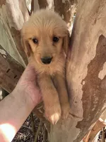 Cooper, a male Golden Retriever for sale in Mount Airy, NC – 5 of 8