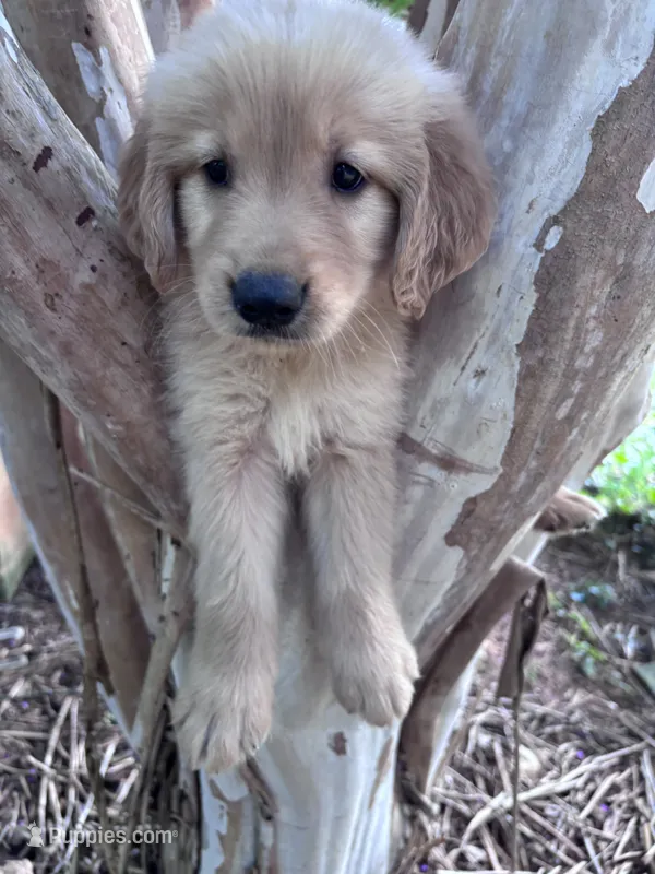 Daisy – Golden Retriever puppy for sale in Mount Airy, NC