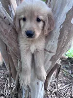 Daisy, a male Golden Retriever for sale in Mount Airy, NC – 1 of 9
