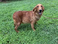 Annabelle, a female Golden Retriever for sale in Mount Airy, NC – 9 of 10