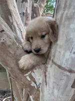 Tucker, a male Golden Retriever for sale in Mount Airy, NC – 2 of 6