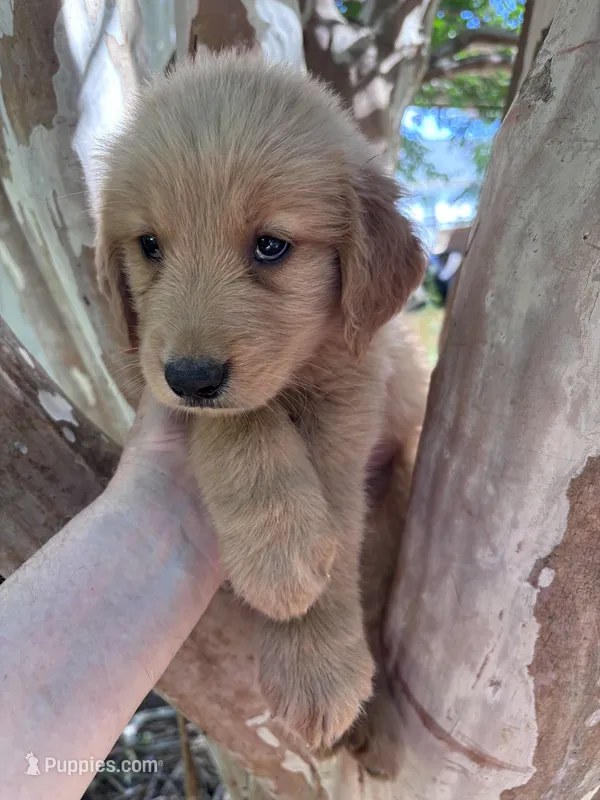 Maizy – Golden Retriever puppy for sale in Mount Airy, NC