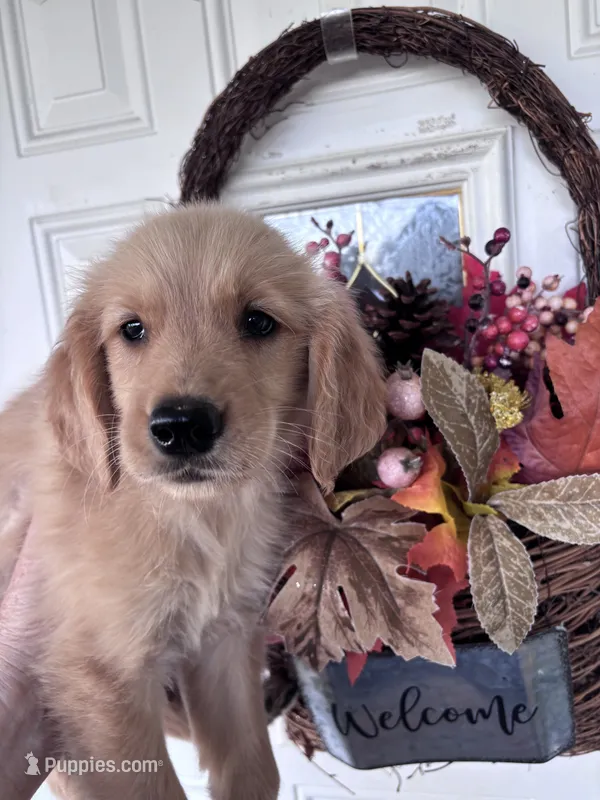 Amanda – Golden Retriever puppy for sale in Mount Airy, NC