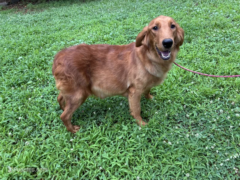 Hunter – Golden Retriever puppy for sale in Mount Airy, NC