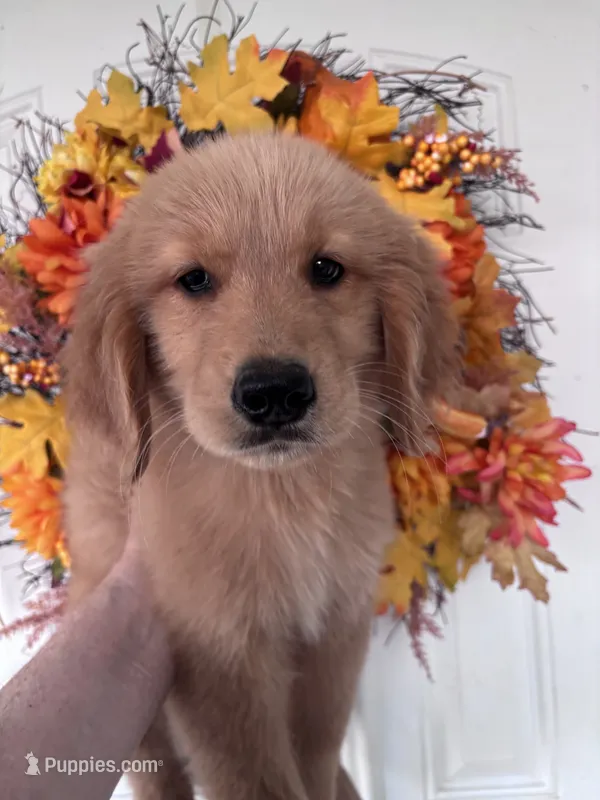 Jackson – Golden Retriever puppy for sale in Mount Airy, NC