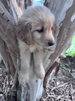 Daisy, a male Golden Retriever for sale in Mount Airy, NC – 7 of 9