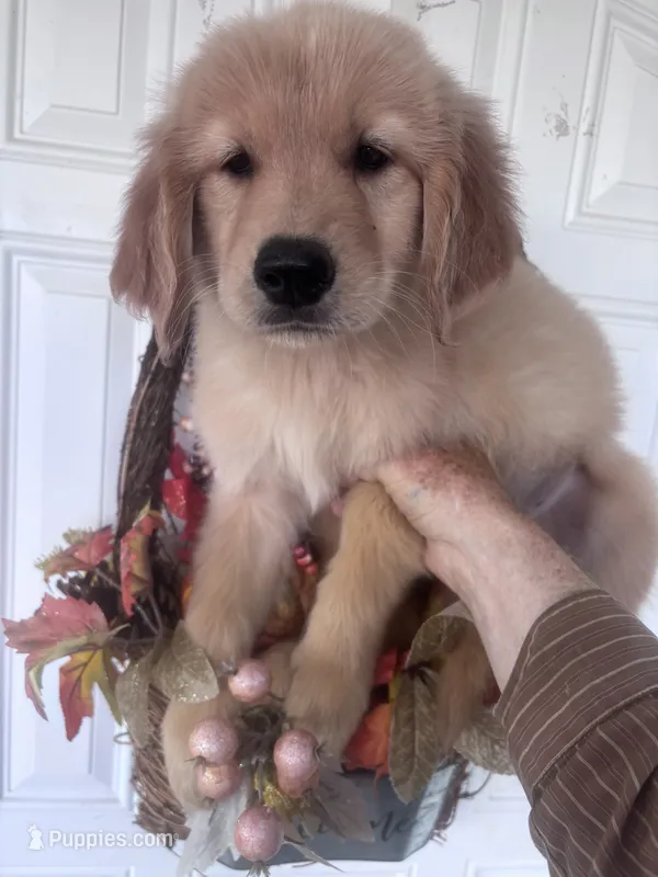 Jackson – Golden Retriever puppy for sale in Mount Airy, NC