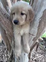 Annabelle, a female Golden Retriever for sale in Mount Airy, NC – 8 of 10