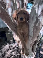 Alex, a male Golden Retriever for sale in Mount Airy, NC – 9 of 10