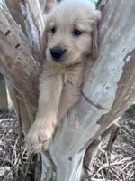 Bella, a female Golden Retriever for sale in Mount Airy, NC – 10 of 10