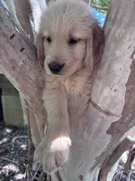 Bella, a female Golden Retriever for sale in Mount Airy, NC – 5 of 10