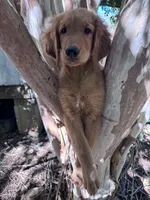 Alex, a male Golden Retriever for sale in Mount Airy, NC – 7 of 10